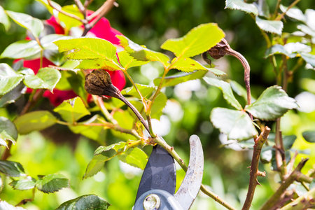 Hand using shears to cut wilted red rose flower, in garden. Authentic scene in spring time