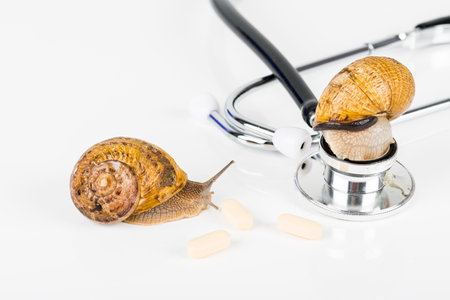 Big brown snails alive walking on stethoscope on white background. Concept new medicine with natural organic animalsの写真素材