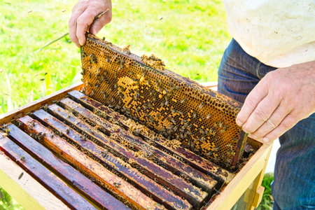 Closeup portrait of beekeeper holding a honeycomb full of bees in protective workwear inspecting...
