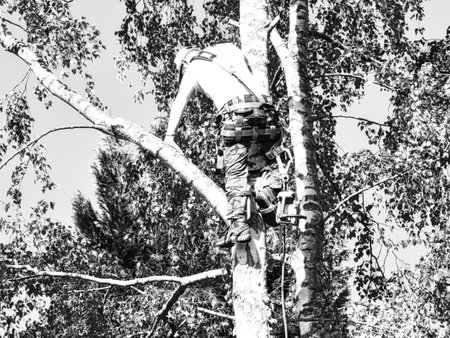 Close-up mature professional male tree trimmer high in top birch tree cutting branches with gas powered chainsaw and attached with headgear for safe job. Expert to do dangerous work.の写真素材