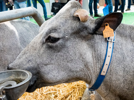 PARIS, FRANCE - MARCH Circa, 2020. Blue of northern cow at the international agriculture meeting at Paris, waiting for the competition to be the winner. Famous French brand milk cow in Franceのeditorial素材