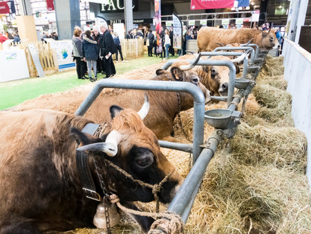 PARIS, FRANCE - MARCH Circa, 2020. Aubrac cows lying on straw at the international agriculture meeting at Paris, waiting for the competition to be the winner. Famous French brand beef in Franceのeditorial素材