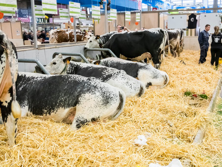 PARIS, FRANCE - MARCH Circa, 2020. Vosgienne cows at the international agriculture meeting at Paris, waiting for the competition to be the winner. Famous French brand milk in Franceのeditorial素材