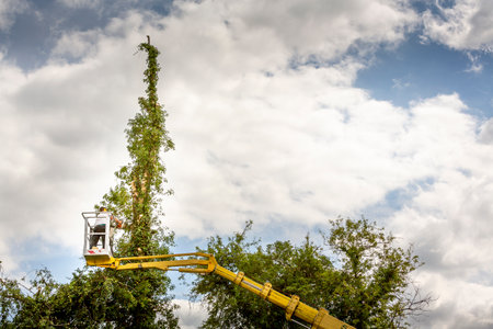 Arborist man in the air, cloudy sky, on yellow elevator, basket with controls, cutting off dead...