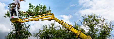 Two arborist men in the air, cloudy sky, on yellow elevator, basket with controls, cutting off dead cherry tree, with chain saw in the hands. Concept of safety workの写真素材