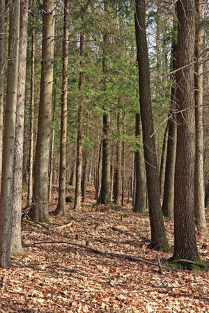Coniferous woods in springの写真素材