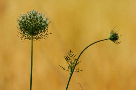 Carrot flowerの写真素材