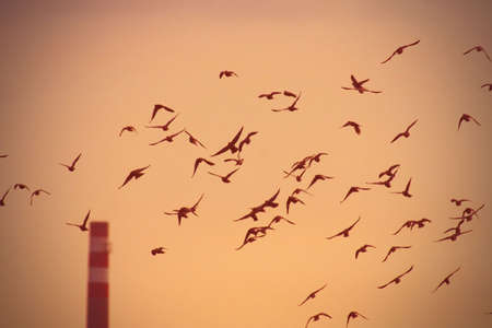 Flock of pigeons in sunset