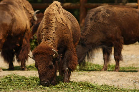 American bisonの写真素材