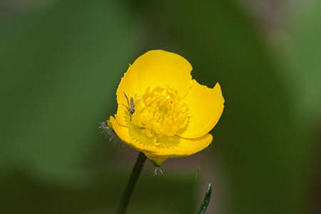 Caltha palustris (Kingcup, Marsh Marigold)の写真素材