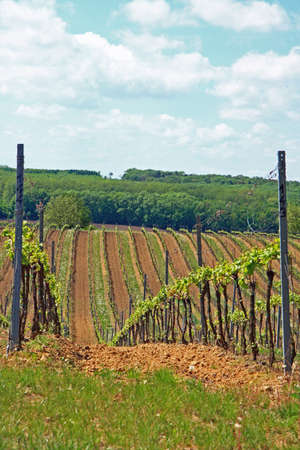 Vineyard in springの写真素材