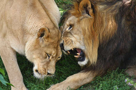 Lion and lionessの写真素材