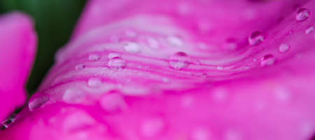 flowerの写真素材