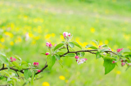 apple blossom