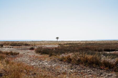 Lonely tree on the seashore backgroundの写真素材