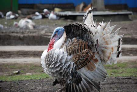 Mating turkeyの写真素材