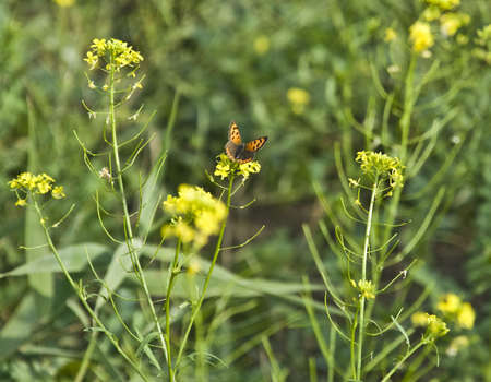 moth gathers pollen from flowersの写真素材