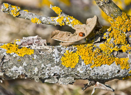 small beetle woke up in the spring and cool in the Sunの写真素材