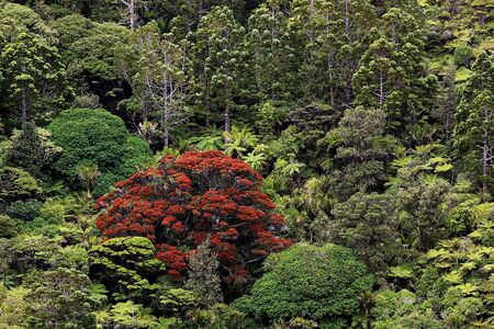 Pohutukawa, Piha, West Auckland. Surrounded by young kauri trees behind and other native bush