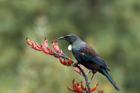 (TÅ«Ä« ) - tui on (harekeke) Flax flowers, native to New Zealand. It is blue, green, and bronze coloured with a distinctive white throat tuft.の写真素材