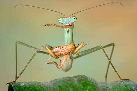 A Chinese mantis nymph is eating a cricket while standing on a leaf.の写真素材