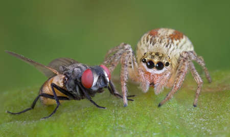 A jumping spider is siiting very close to its prey -- a fly.の写真素材