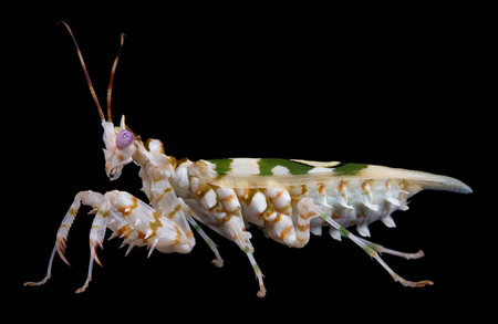 A spiny flower mantis is posing on blackの写真素材