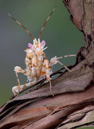 A spiny flower mantis is sitting on a vine.の写真素材