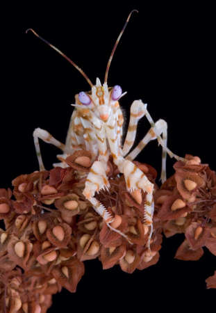A male spiny mantis is staring straight at the camera.の写真素材