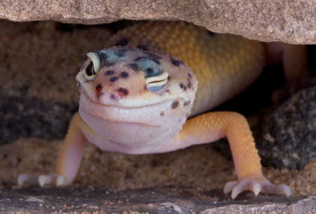 A young leopard gecko has one eye closed while sitting under some rocks.の写真素材