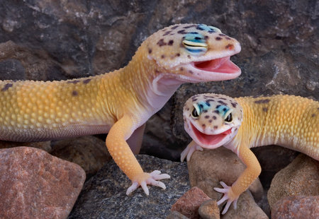 Two leopard geckos.の写真素材