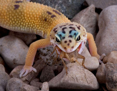 A young leopard gecko is eating a cricketの写真素材