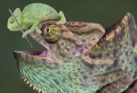 A  veiled chameleon is sitting on the head of a large veiled chameleon and trying to use a dental tool on his teeth.の写真素材
