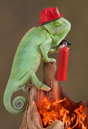 A veiled chameleon is wearing a firehat and holding a fire extinguisher while looking down at a fire.の写真素材