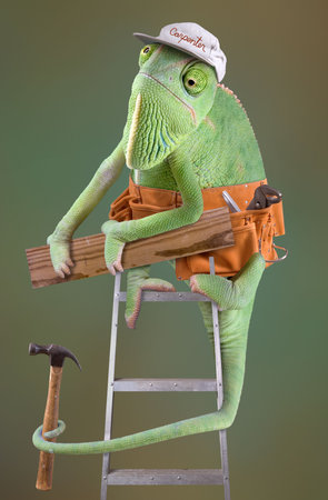 A chameleon is dressed as a carpenter on a ladder.の写真素材