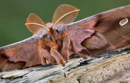 A polyphemus moth is posing for a portrait.の写真素材