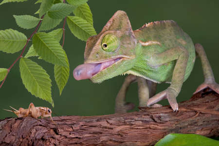 A  veiled chameleon is sticking his tongue out to capture a cricket.の写真素材