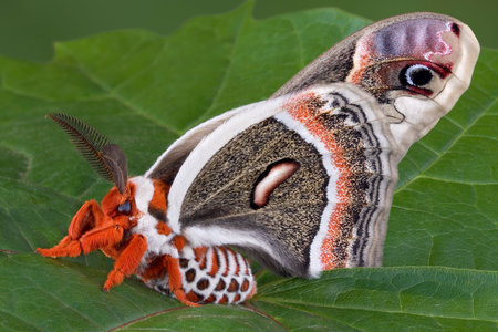 A cecropia moth is sitting on a leaf.の写真素材