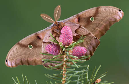 A polyphemus moth is clinging to an evergreen branch.の写真素材