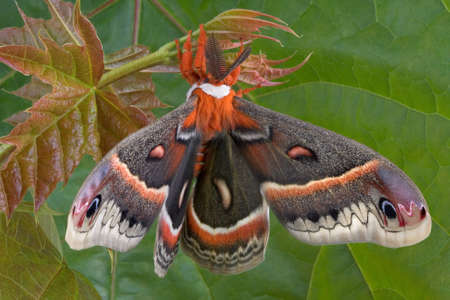 A cecropia moth is hanging in front of a maple leaf.の写真素材