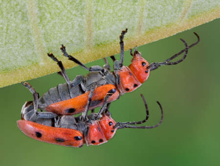 A pair of longhorn beetles are mating while sitting on a milkweed leaf.