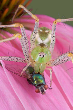 A male green lynx spider is munching on a fly while sitting on a coneflower.の写真素材
