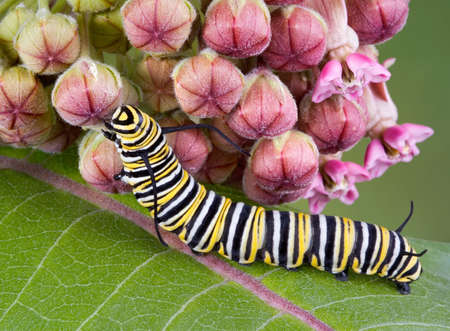 A monarch caterpillar is crawling on a flowering milkweed plant.の写真素材