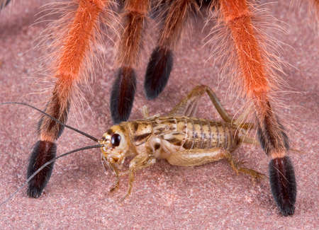 A cricket doesn't realize the danger it is in as it crawls under the feet of a tarantula.の写真素材