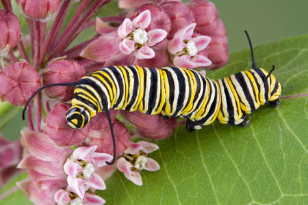 A monarch caterpillar is crawling on flowering milkweed.の写真素材