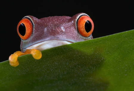 A  red-eyed tree frog is peeking over a leaf.の写真素材