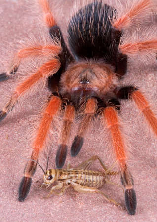 A cricket is sitting at the feet of a tarantula.の写真素材
