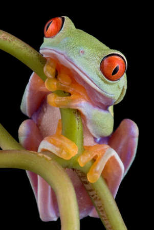 A  red-eyed tree frog is sitting on a vine.