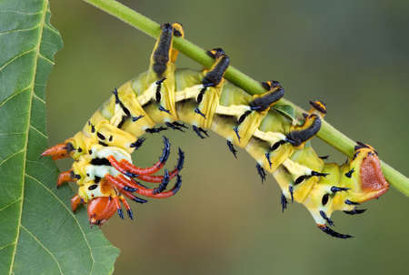 A hickory horned devil caterpillar is munching on a walnut leaf.の写真素材