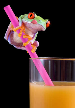 A  red-eyed tree frog is sitting on a straw stuck in a glass of orange juice. He is licking his lips.の写真素材